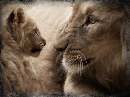 Lion cubs have a thick coat with dark spots that usually disappear with maturity. Why Do Lions Kill Their Cubs Only Zoology