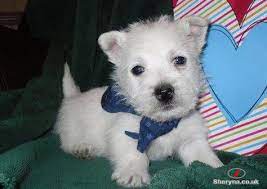 West Highland White Terrier Puppies Pets For Sale In City Of London London Uk Sheryna Co Uk Mobile 19401