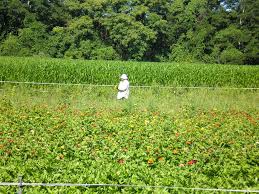 They are constantly stopped, questioned and arrested even when they have valid documents, said fernandez. Foreign Worker Wikipedia