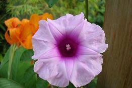 Image result for Isachne mauritiana