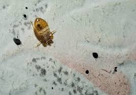 Their bites can result in a number of health impacts including skin rashes, psychological effects, and allergic symptoms. Bug Pro Pest Control Denver S Most Trusted Exterminator