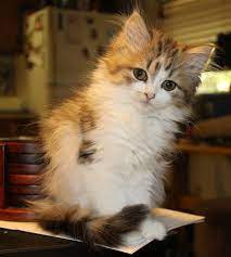 The turkish angora and turkish van cats have silky coats. Luscious Locks 13 Long Haired Cat Breeds Litter Robot Blog