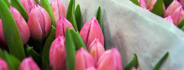 Looking for cheap bulk flowers online? Wholesale Flowers Bulk Flowers Wedding Flowers For Events