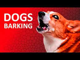 Dogs Barking To Make Your Dog Bark 11 Dog Breeds Barking Sound Effects Hd Youtube