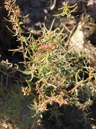 Image result for Suaeda sp. B