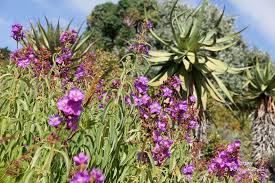 Image result for Dissotis princeps