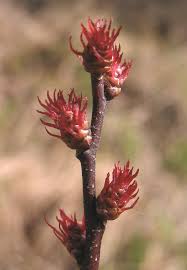 Image result for Myrica kandtiana