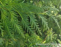 Order evergreens conifer trees and plants online. Fast Growing Evergreen Privacy Trees Kinsey Family Farm