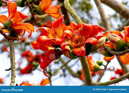 Image result for Bombax ceiba