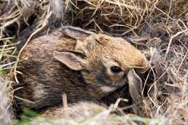 Do You Know What To Feed A Wild Baby Rabbit Rabbit Hole Hay