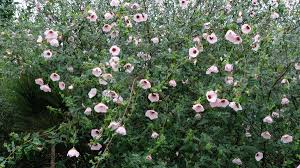 Image result for Pavonia rogersii