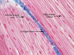 Jaringan otot secara embriologis, jaringan otot berasal dari lapisan mesoderm kecuali jaringan otot pada iris jaringan otot dibagi menjadi 3 jenis yaitu otot polos, otot skelet (lurik), dan otot jantung. Jaringan Otot Pada Hewan Pdf Free Download