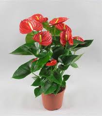 Repotting A Leggy Anthurium Laidback Gardener Anthurium Chinese Money Plant European Garden