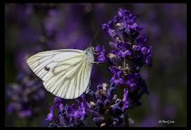 Green Veined White In Purple Pieris Napi Goruntuler Ile Kelebekler