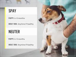 Before you take your dog to the vet to get neutered, make sure it's healthy enough for surgery by feeding it a balanced diet, giving it plenty of exercise, and getting it all of its vaccinations. How Much To Get A Dog Neutered Off 69 Www Usushimd Com