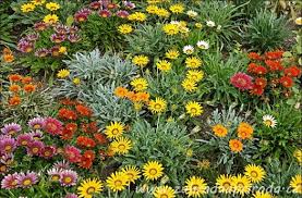 Image result for foto Gazánie