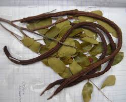 Image result for Cassia sieberiana