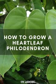 Heartleaf Philodendron Care Growing The Sweetheart Plant Epic Gardening Philadendron Plant Philodendron Care Philodendron Plant