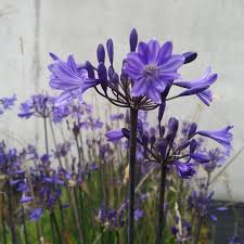 Image result for Agapanthus codii