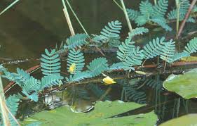 Image result for Aeschynomene pfundii