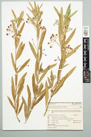 Image result for Gomphocarpus fruticosus