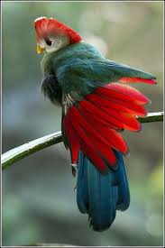 Bird That Sounds Like A Monkey Australia Pin On Parrots