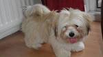 How Much Does a Lhasa Apso Cost? | HowMuchIsIt.org