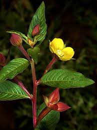 Image result for Ludwigia octovalvis
