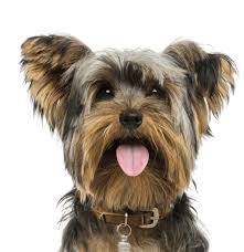 Sometimes referred to as a yorkie poo, this beloved designer breed is a cross of the yorkshire terrier and the poodle breed. Yorkie Yorkshire Terrier Puppies For Sale Adoptapet Com