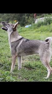 zapadno sibirskaya lajka laika dog