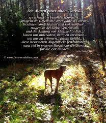 Pin Von Ute Auf Hund Spruche Tiere Zitate Tiere Hunde