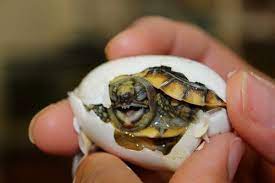 Tiny Pancake Tortoises Hatch At Gladys Porter Zoo Zooborns Pancake Tortoise Tortoises