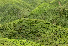 We did not find results for: Hang Kebun Ladang Teh Cameron Highlands