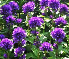 Image result for campanula glomerata