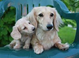 Check spelling or type a new query. Rare Colored Doxies English Cream My Next Color Long Haired Dachshund Dog Daschund Puppies Dachshund Puppies