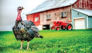 Turkey grows faster like broiler chickens and become suitable for marketing purpose within a very short time. Choose The Right Turkey Breed For Your Farm Hobby Farms
