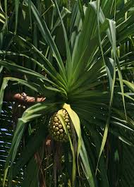 Image result for Phyllanthus taylorianus