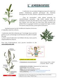 L'ambroisie à feuilles d'armoise (ambrosia artemisiifolia l.) et l'ambroisie trifide (ambrosia trifida l.) sont des plantes invasives originaires d'amérique du nord et capables de se développer rapidement dans de nombreux milieux (parcelles agricoles, bords de route, chantiers, friches, etc.). L Ambroisie Est Une Plante Dangereuse Pour La Sante Les Pollens D