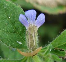 Image result for Stemodiopsis buchananii