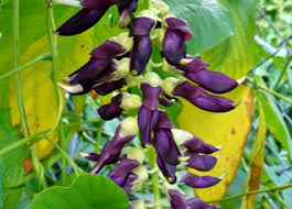 Image result for Mucuna pruriens