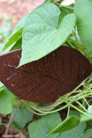 Slugs and snails will do that. Morning Glory Vine Bottle Tree Home Is Where The Boat Is