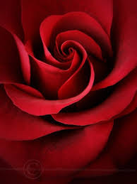 Pin By Ane Castro On Beautiful Roses Red Roses Beautiful Roses Beautiful Red Roses