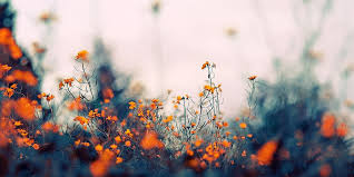 Nature Flowers Twitter Cover Twitter Background Twitrco Computer Wallpaper Desktop Wallpapers Desktop Wallpaper Macbook Laptop Wallpaper Desktop Wallpapers