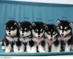 Anjing alaskan malamute merupakan jenis anjing yang banyak digunakan untuk menarik kereta. Anakan Alaskan Malamute Di Bandung Malamut Alaska Anak Anjing Alaskan Malamute Puppies