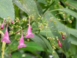Image result for Strobilanthes hamiltoniana