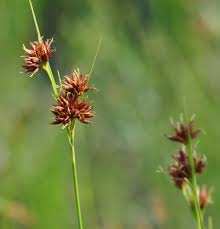 Image result for Rhynchospora rugosa