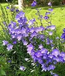 Campanula Persicifolia Blue Flowers Perennials Flower Garden Plans Cottage Garden Plants