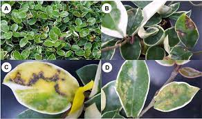 We would like to show you a description here but the site won't allow us. Disease Symptoms Induced In Hoya Carnosa Plants By Impatiens Necrotic Download Scientific Diagram