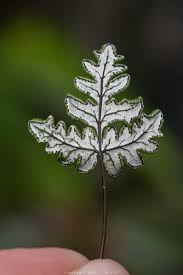 Image result for Aleuritopteris welwitschii