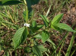 Image result for Spermacoce latituba